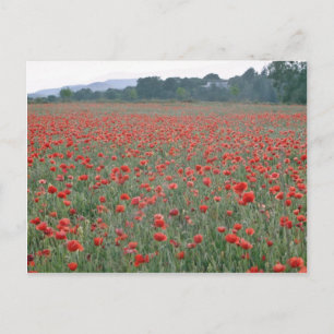 Red Poppy fält, Kent, Englands blommor Vykort
