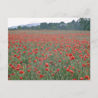 Red Poppy fält, Kent, Englands blommor Vykort
