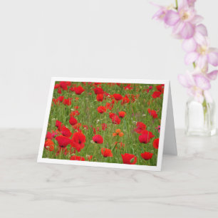 Red Poppy Fält liggande kort