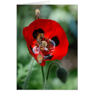 Red Poppy Flower - Bee Invasion OBS Kort