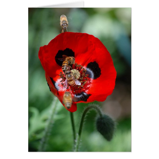 Red Poppy Flower - Bee Invasion OBS Kort (Framsidan)