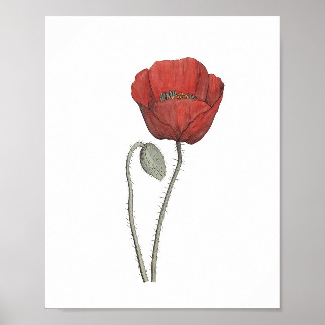 Red Poppy Flower Botany Poster (Framsidan)