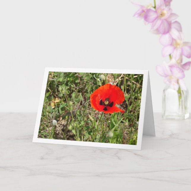 Red Poppy Flower Card Kort (Orkide)