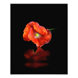 Red Poppy Flower Fototryck
