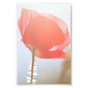 Red Poppy Flower i Mist Fototryck