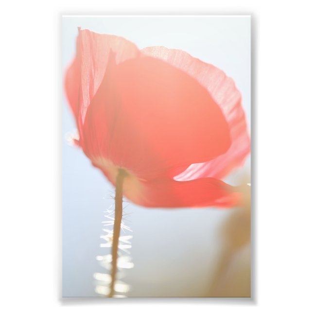 Red Poppy Flower i Mist Fototryck (Framsidan)