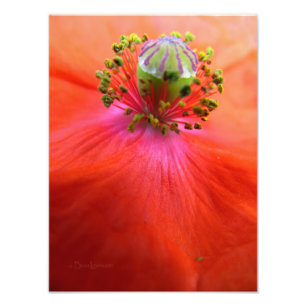 Red Poppy Flower Makro Fototryck