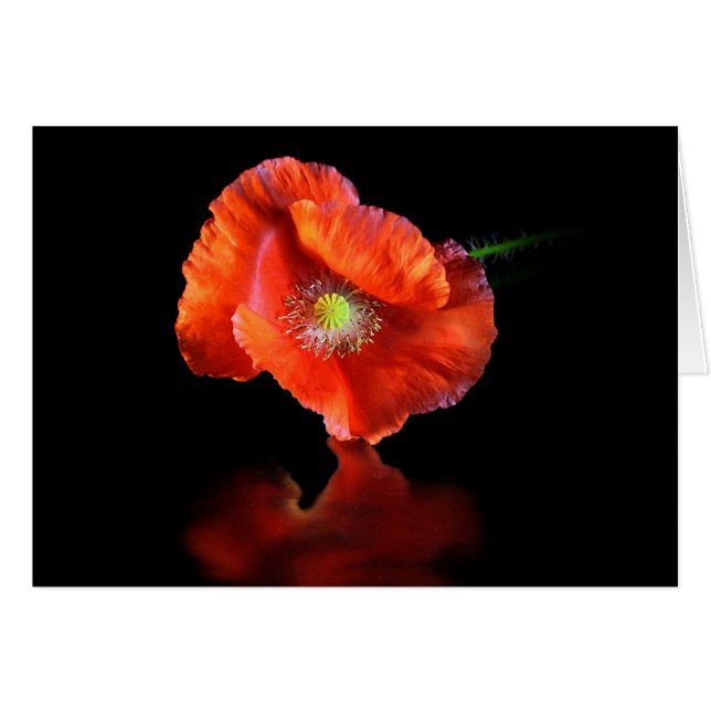 Red Poppy Flower OBS Kort (Framsidan Horizontal)