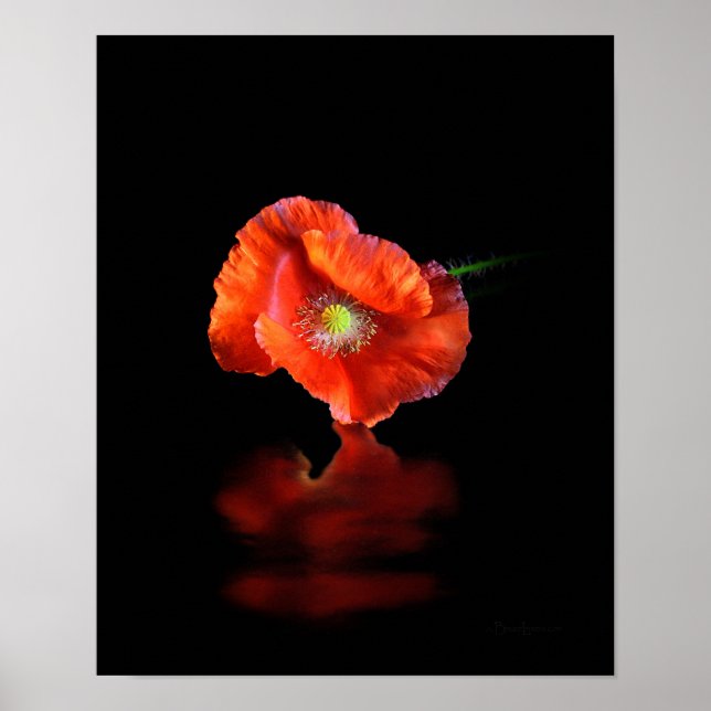 Red Poppy Flower Poster (Framsidan)