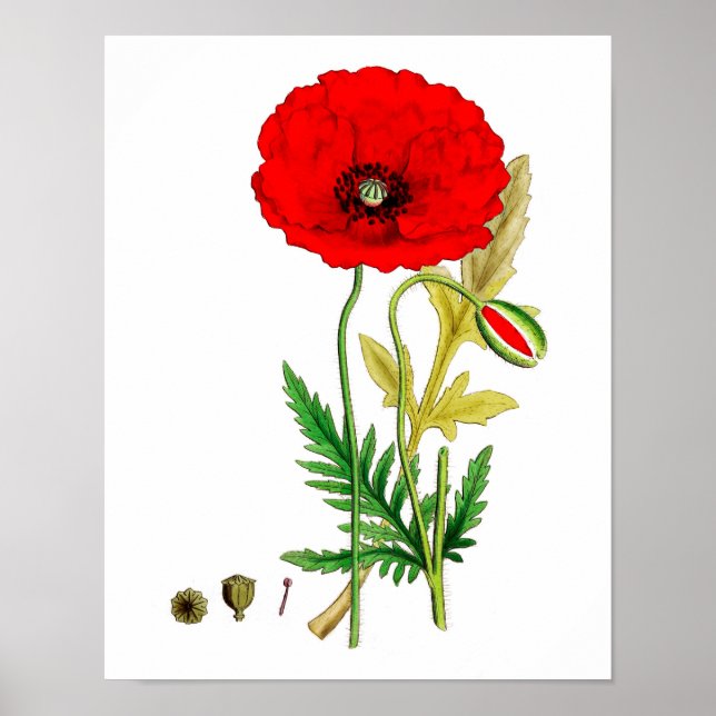Red Poppy Flower Poster utskrift #8 (Framsidan)
