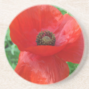 Red Poppy Flower Underlägg Sandsten