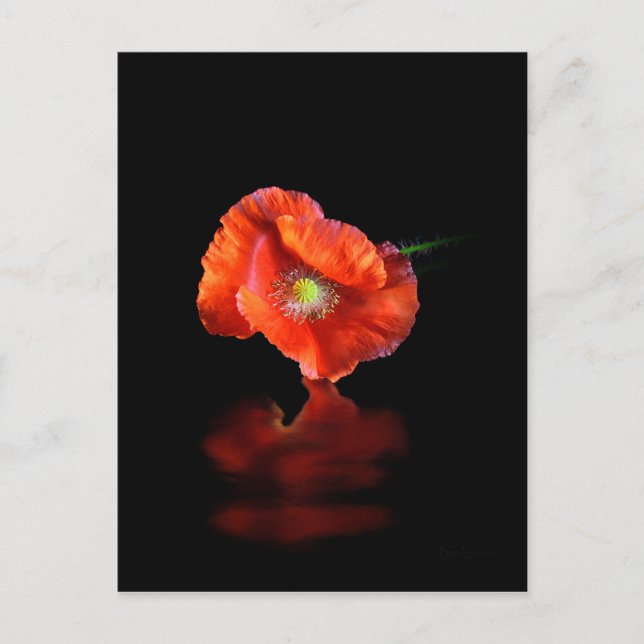 Red Poppy Flower Vykort (Framsida)