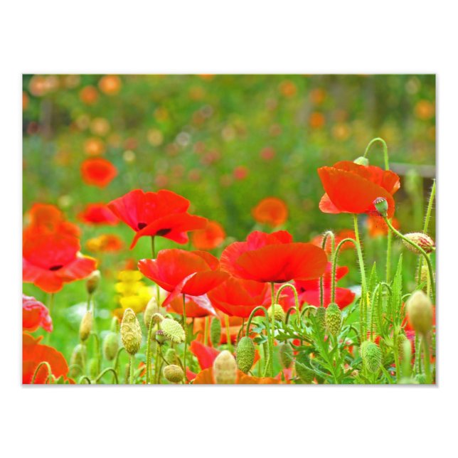 Red Poppy Flowers Fine Art Photography Poppies Fototryck (Framsidan)