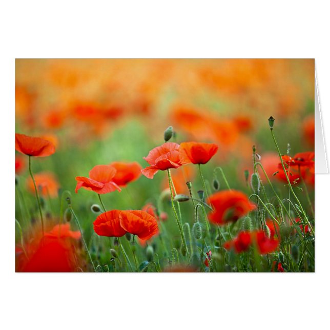 Red Poppy Flowers Hälsningskort (Framsidan Horizontal)