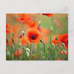 Red Poppy Flowers Vykort