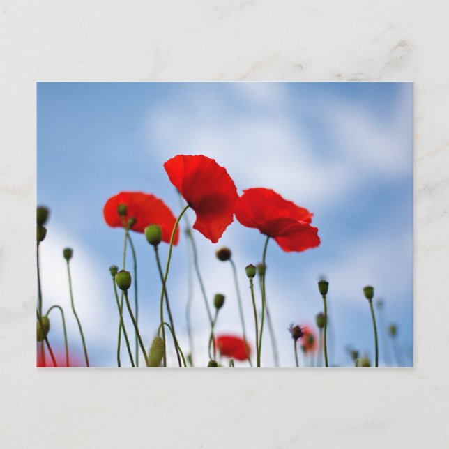 Red Poppy Flowers Vykort (Framsida)