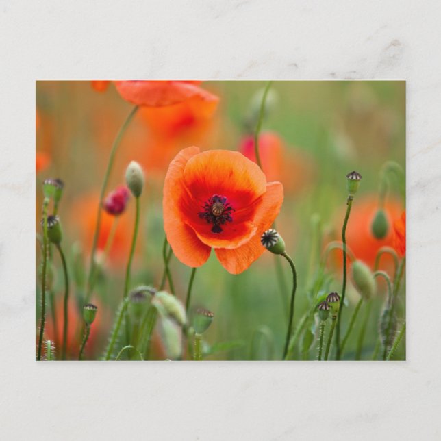 Red Poppy Flowers Vykort (Framsida)