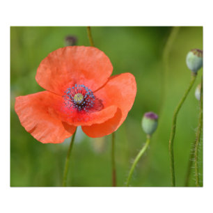 Red Poppy Fototryck