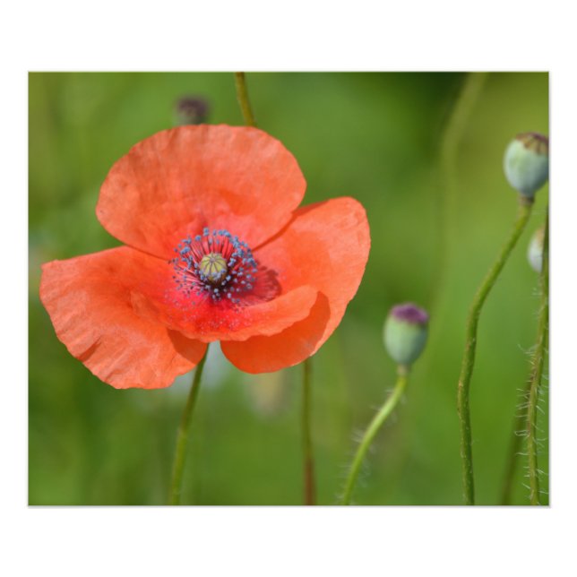Red Poppy Fototryck (Framsidan)