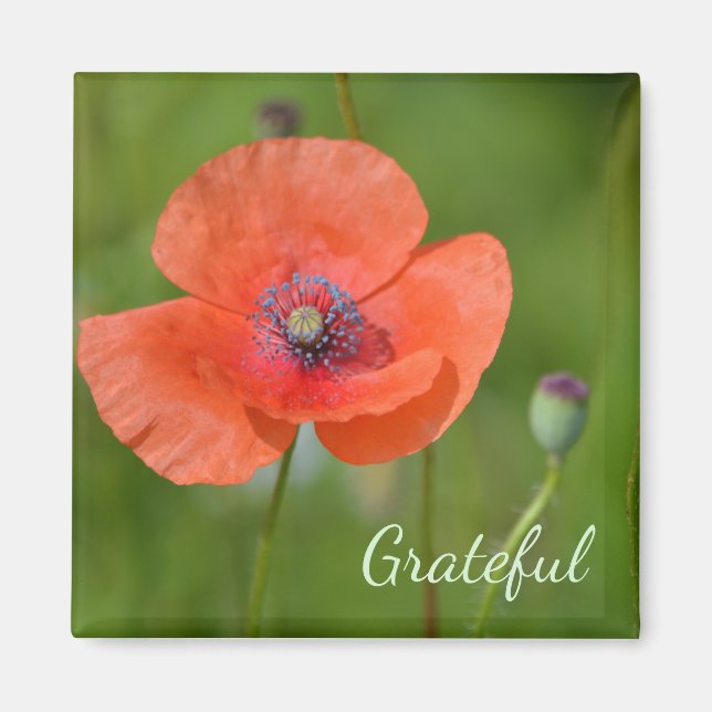 Red Poppy Gratitude Magnet (Framsidan)