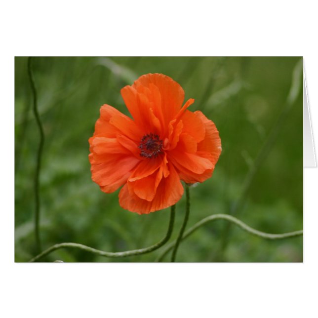 Red Poppy Hälsningskort (Framsidan Horizontal)