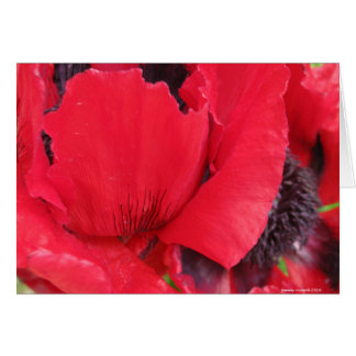 Red Poppy Hälsningskort