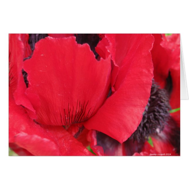 Red Poppy Hälsningskort (Framsidan Horizontal)