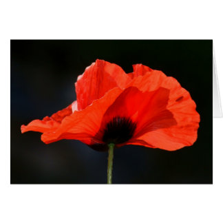 Red Poppy Hälsningskort