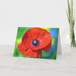 Red Poppy in the Sunshine Photograph Kort