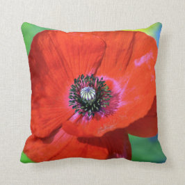 Red Poppy in the Sunshine Photograph Kudde