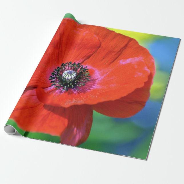Red Poppy in the Sunshine Photograph Presentpapper (Utrullad)