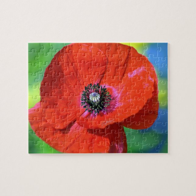 Red Poppy in the Sunshine Photograph Pussel (Horisontell)