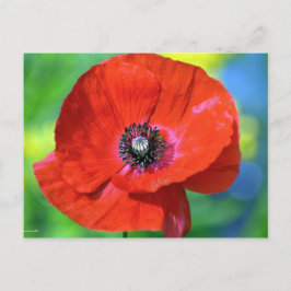 Red Poppy in the Sunshine Photograph Vykort
