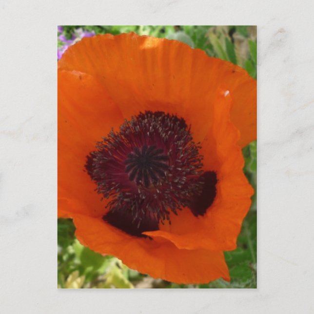 Red Poppy - Klatschmohn Vykort (Framsida)