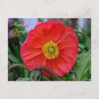 Red Poppy Lycklig Vår