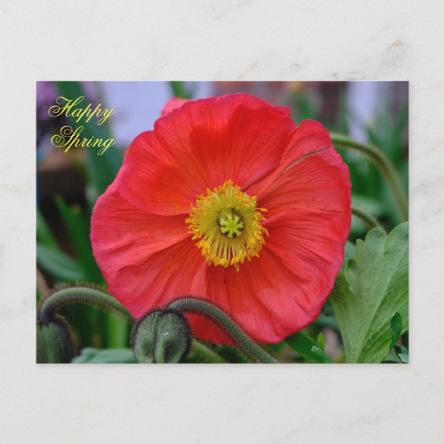 Red Poppy Lycklig Vår Vykort (Framsida)