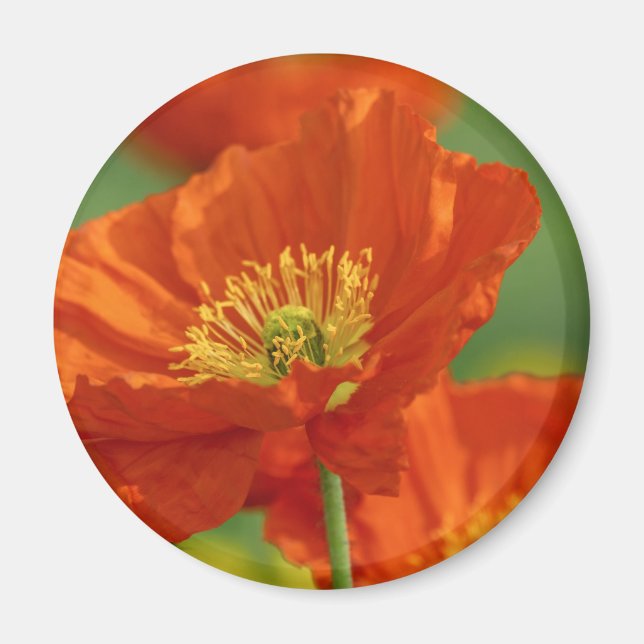 Red Poppy Magnet (Framsidan)