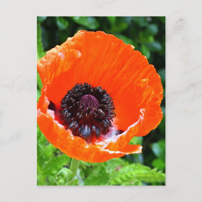 Red Poppy Photograph Vykort (Framsida)
