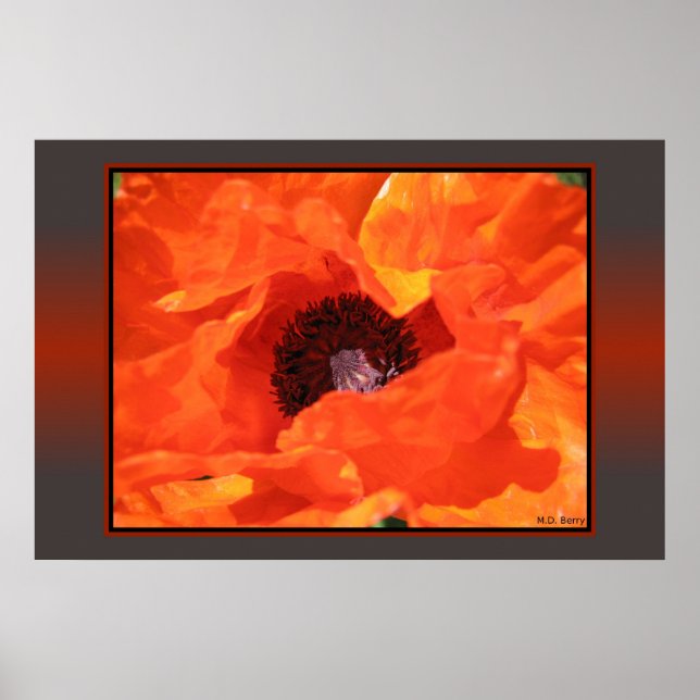 Red Poppy Poster (Framsidan)
