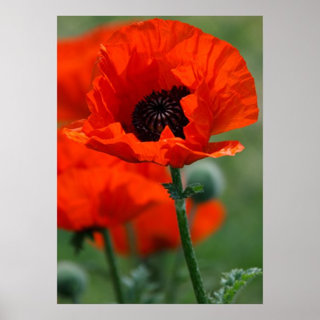 Red Poppy Poster (Framsidan)