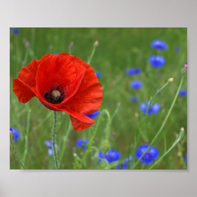 Red Poppy Poster (Framsidan)