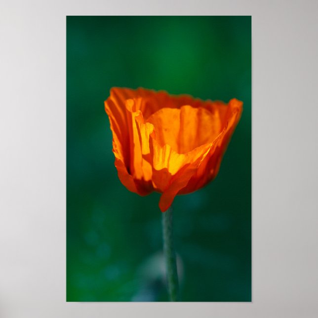 Red Poppy Poster (Framsidan)