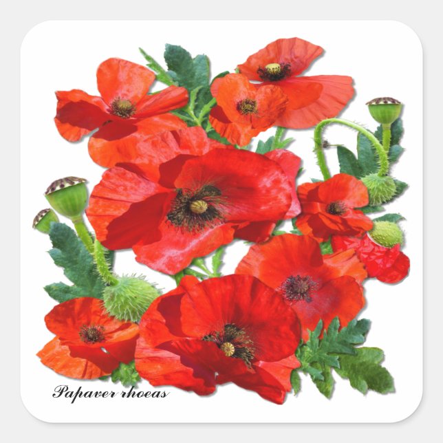RED POPPY ~ Square Stickers Fyrkantigt Klistermärke (Framsida)
