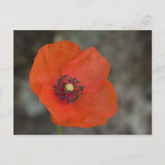 Red Poppy Vykort