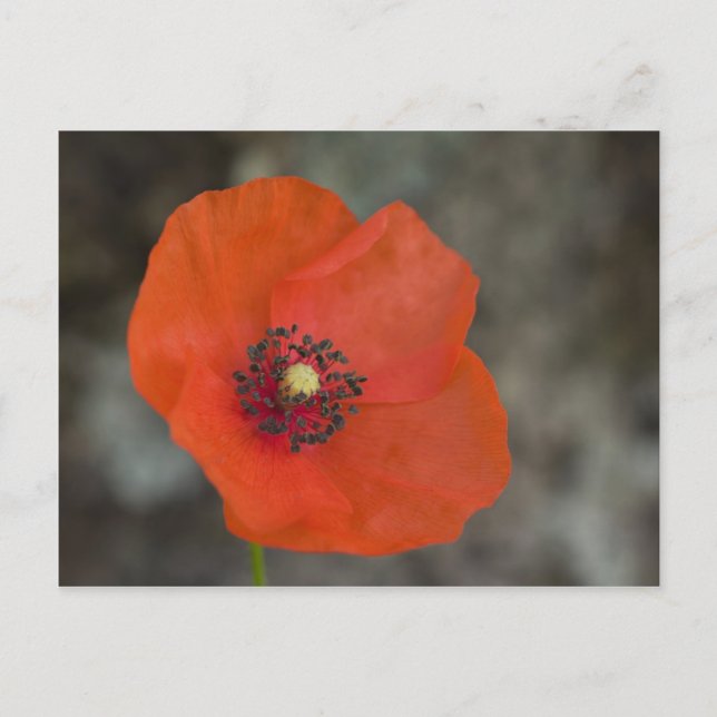 Red Poppy Vykort (Framsida)