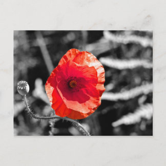 Red Poppy Vykort
