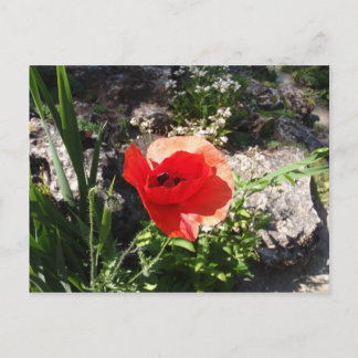 Red Poppy Vykort