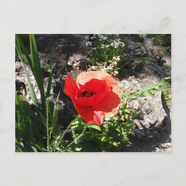 Red Poppy Vykort (Framsida)