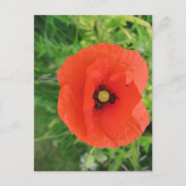 Red Poppy Vykort (Framsida)