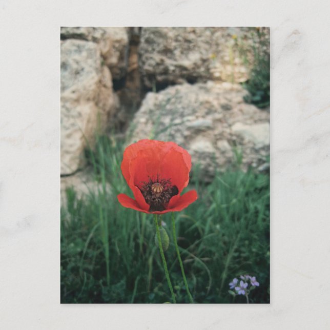 Red Poppy Vykort (Framsida)